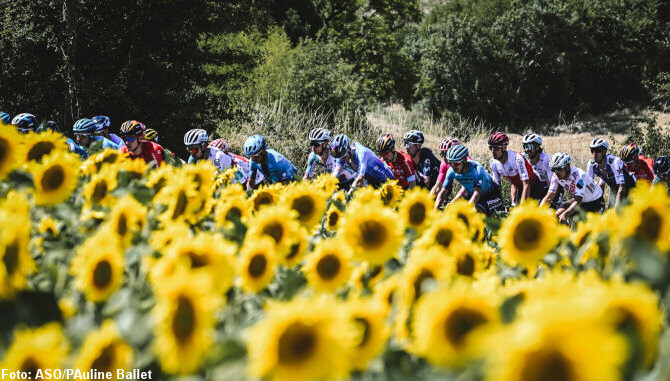 El pelotón del Tour de Francia cruzando un campo de girasoles en la etapa 15